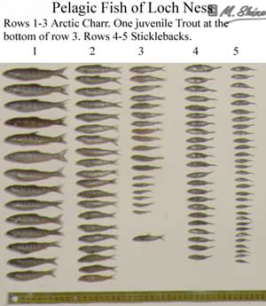 Loch Ness Pelagic Fish of Loch Ness