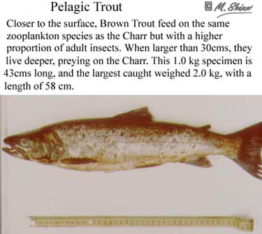 Loch Ness Large Pelagic Trout 