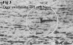 Loch Ness Swimming Deer