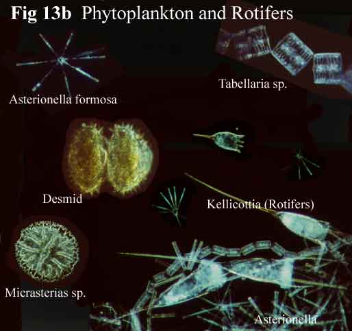 Loch Ness Phytoplankton and Rotifers