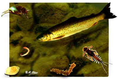 Shoreline Life at Loch Ness, littoral habitat